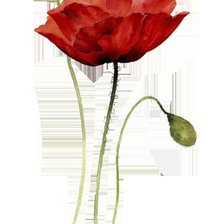 Схема вышивки «Мак»