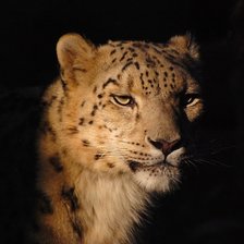 Схема вышивки «презрение»