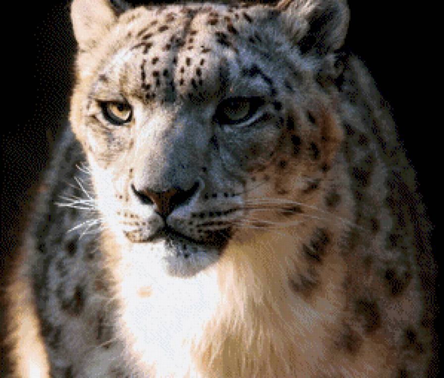 я главный - дикие кошки, ирбис, царь гор, снежный леопард - предпросмотр