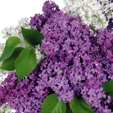 ветка сирени