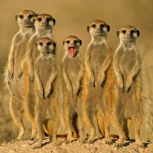 Схема вышивки «семейство сурикатов»