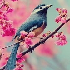 Схема вышивки «птичка»