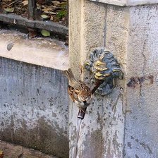 Схема вышивки «Воробей»