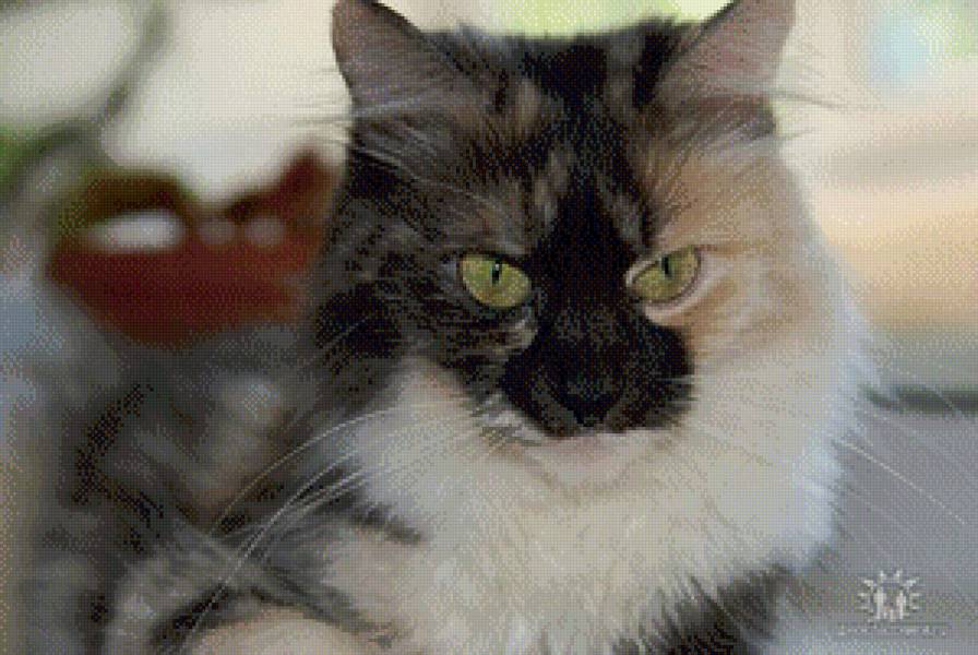 Варвара - варя, кошка, варвара - предпросмотр