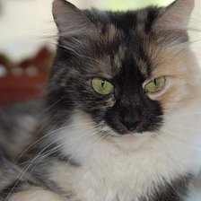 Схема вышивки «Варвара»