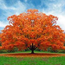 Схема вышивки «осенее дерево»