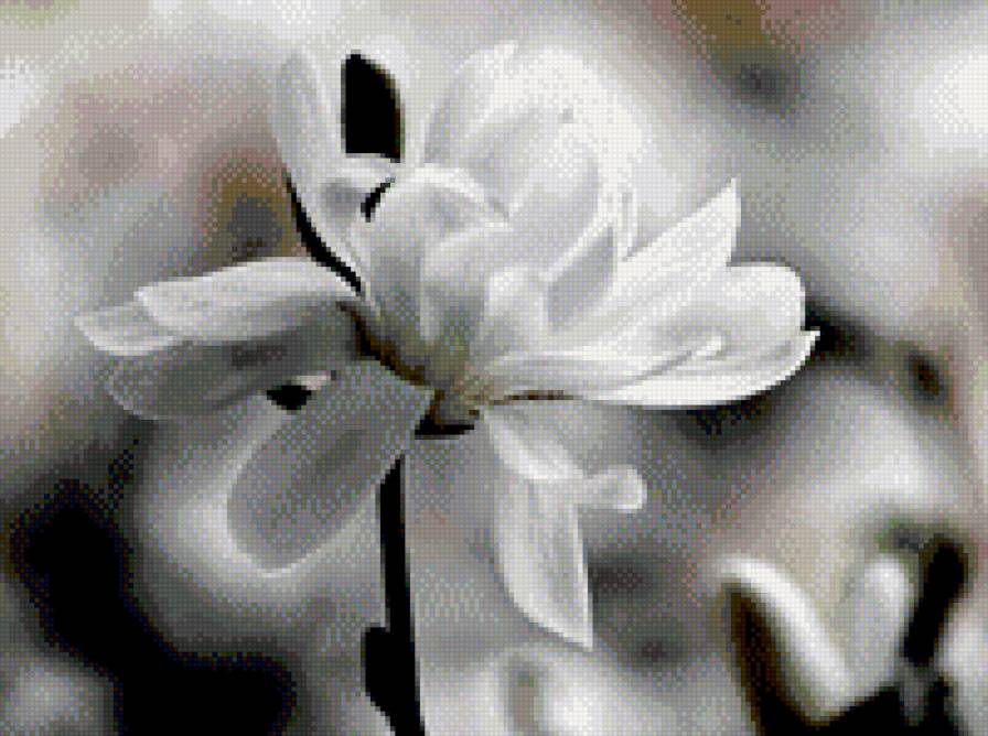 нежный цветочек - предпросмотр