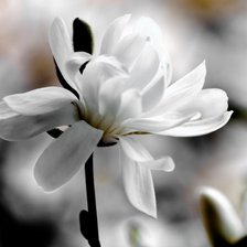 Схема вышивки «нежный цветочек»