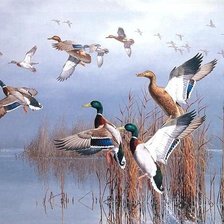 Схема вышивки «Утки»