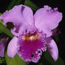 Схема вышивки «орхидея»