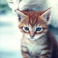 Схема вышивки «котёнок»