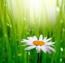 Схема вышивки «Ромашка»