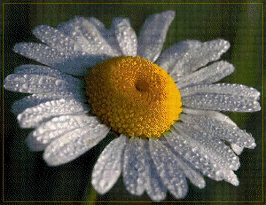 Ромашка - предпросмотр