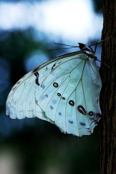 бабочка - бабочки - оригинал
