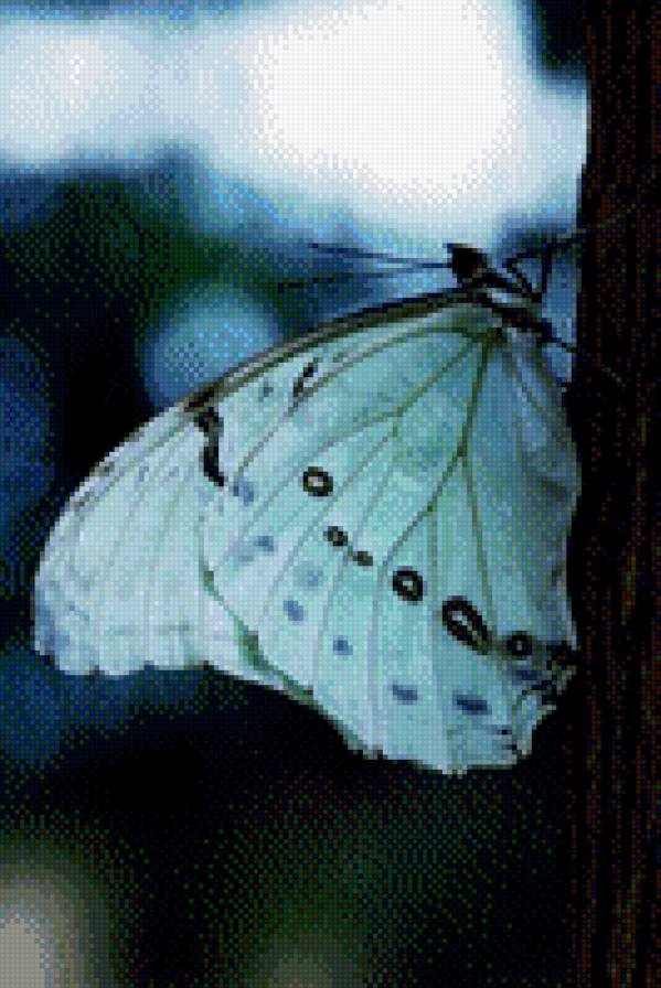 бабочка - бабочки - предпросмотр