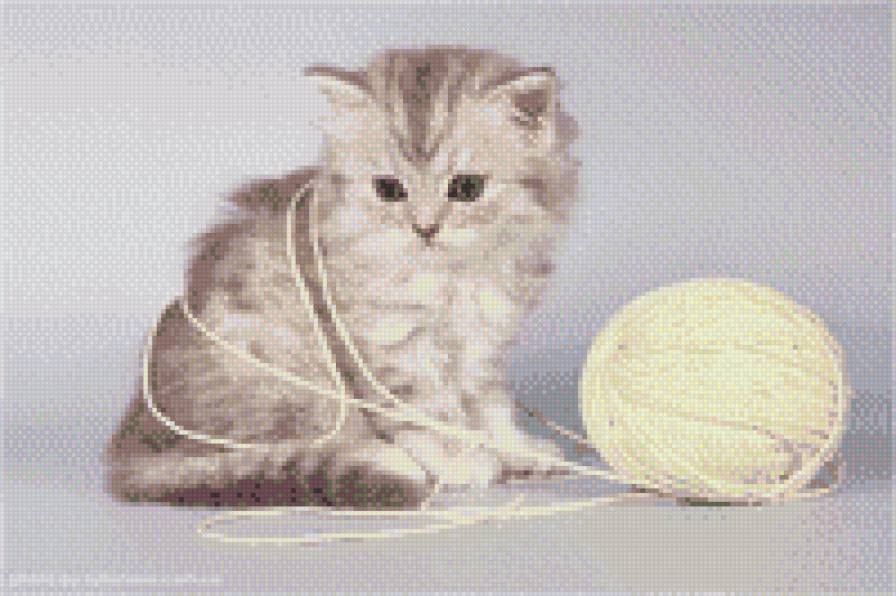 20019 - кошки, котенок, звери, животные - предпросмотр