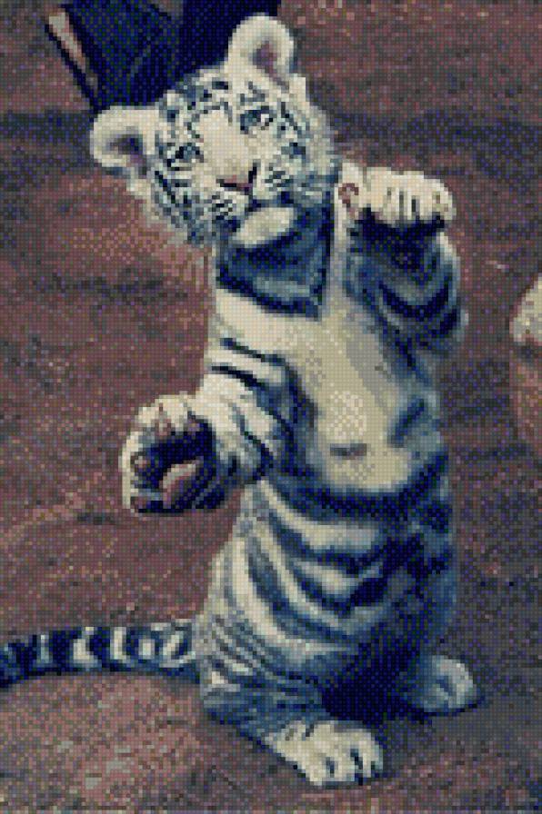 тигра - тигрята, тигренок, тигры, животные, звери - предпросмотр