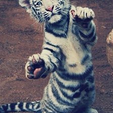 Схема вышивки «тигра»