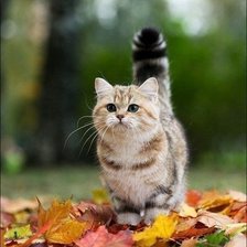 Схема вышивки «№577287»