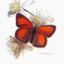 Схема вышивки «бабочка»