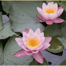 Прекрасные кувшинки