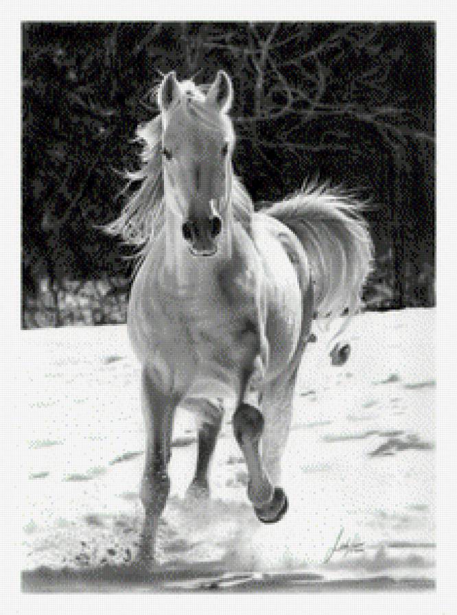 Белая лошадка - зима, поле, снег, лошадь - предпросмотр