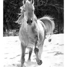 Схема вышивки «Белая лошадка»