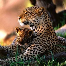 Схема вышивки «Мама с детёнышем»