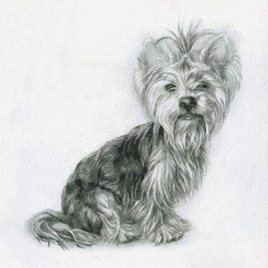 терьер - собака, монохром - предпросмотр