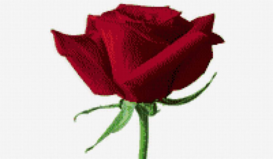 роза красная - цветок - предпросмотр