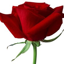 Схема вышивки «роза красная»