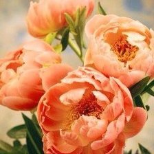 Схема вышивки «пионы»