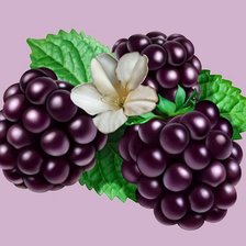 Схема вышивки «ежевика»