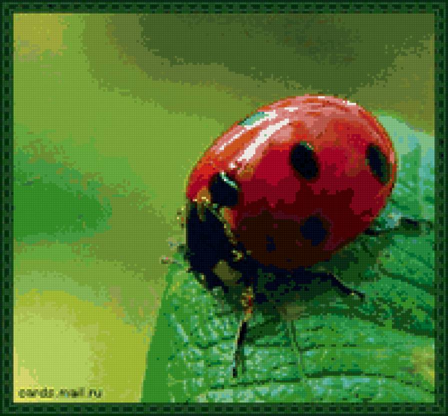 божья коровка - насекомые - предпросмотр