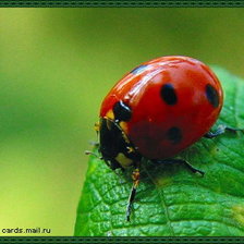 Схема вышивки «божья коровка»