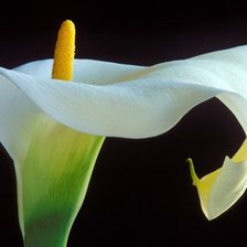 Схема вышивки «кала»