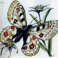 Схема вышивки «бабочка»