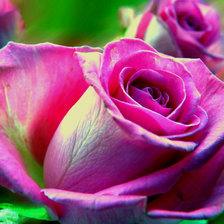 Схема вышивки «розы»