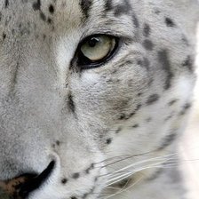 Схема вышивки «Барс»