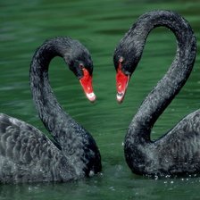 Чёрные лебеди 2