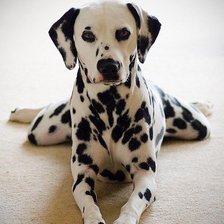 Схема вышивки «Долматинец»