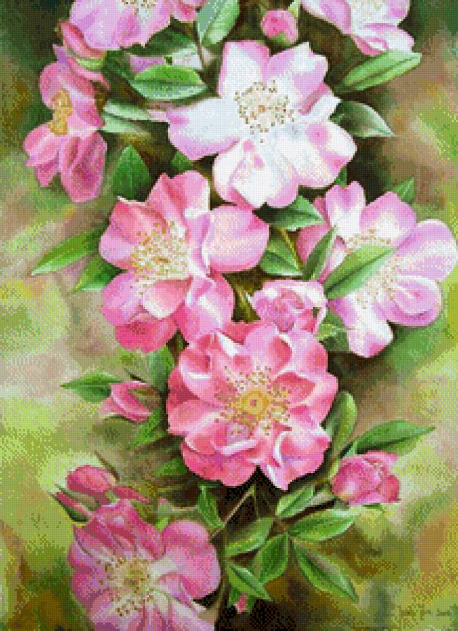 шиповник - шиповник, цветущая ветка, цветы - предпросмотр