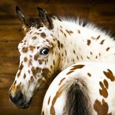 Схема вышивки «Пятнистая лошадь»