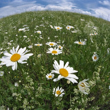 Схема вышивки «Алтайские ромашки»