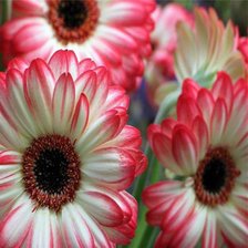 Схема вышивки «№578204»