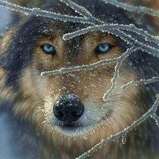 Схема вышивки «№578258»