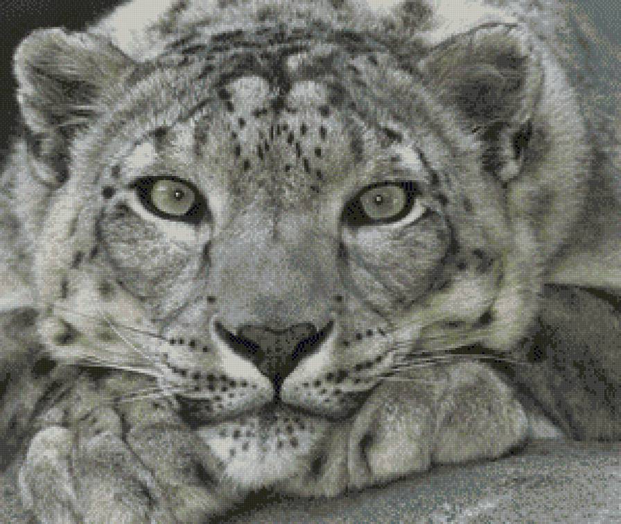 снежный король (20дмц) - барс, ирбис, взгляд - предпросмотр