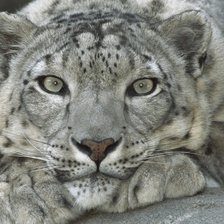 Схема вышивки «снежный король (20дмц)»