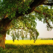 Схема вышивки «лето»