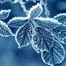 Схема вышивки «зимняя листва»